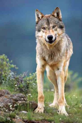 Keystone Species: How Predators Create Abundance and Stability